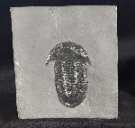 Paraszechuanella cf. changleensis (PENG 1990) - Bild &copy; FossNet FossilienStore